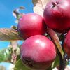 Äpfel - Vitamine und Mineralstoffe